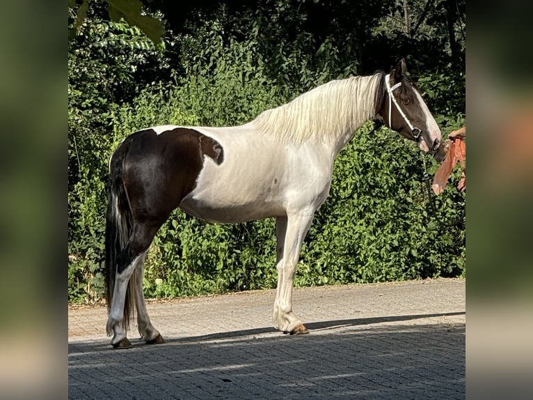 Barock Pinto Merrie 4 Jaar 167 cm Gevlekt-paard in Schagen