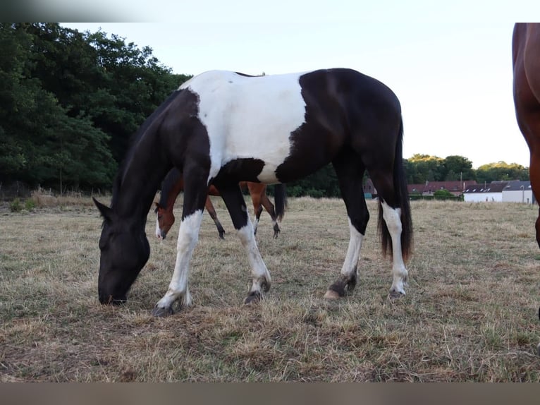 Barock Pinto Merrie 4 Jaar 170 cm Gevlekt-paard in Ghlin