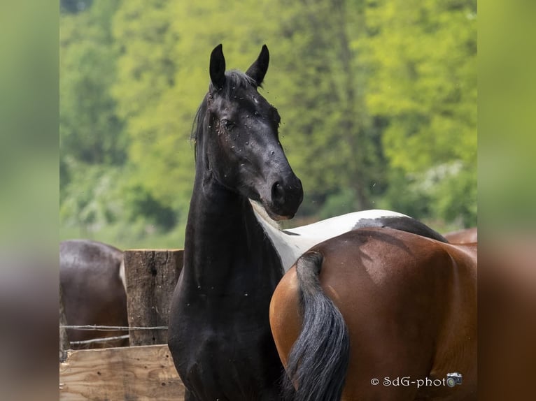 Barock Pinto Merrie 4 Jaar 170 cm Gevlekt-paard in Ghlin