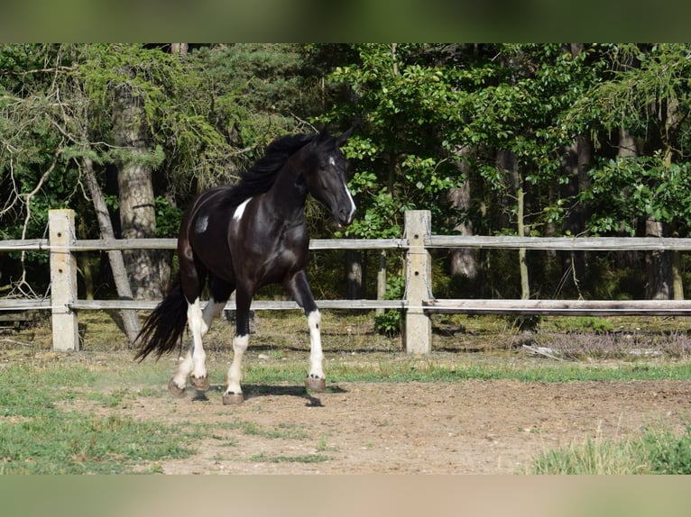 Barock Pinto Merrie 4 Jaar 177 cm Tobiano-alle-kleuren in Pilsen