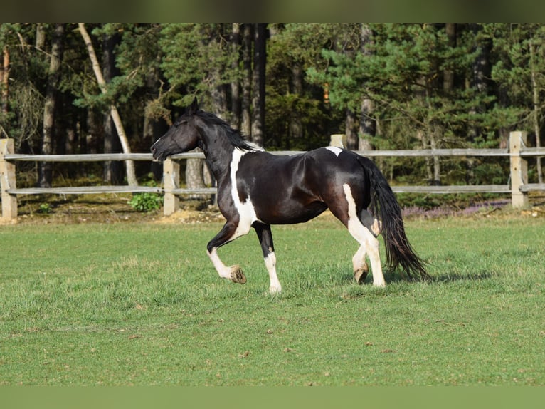 Barock Pinto Merrie 4 Jaar 177 cm Tobiano-alle-kleuren in Pilsen