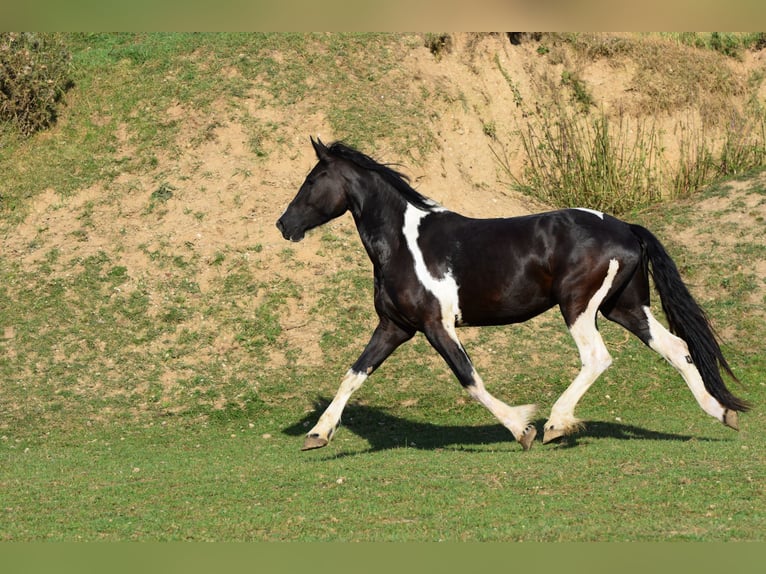 Barock Pinto Merrie 4 Jaar 177 cm Tobiano-alle-kleuren in Pilsen