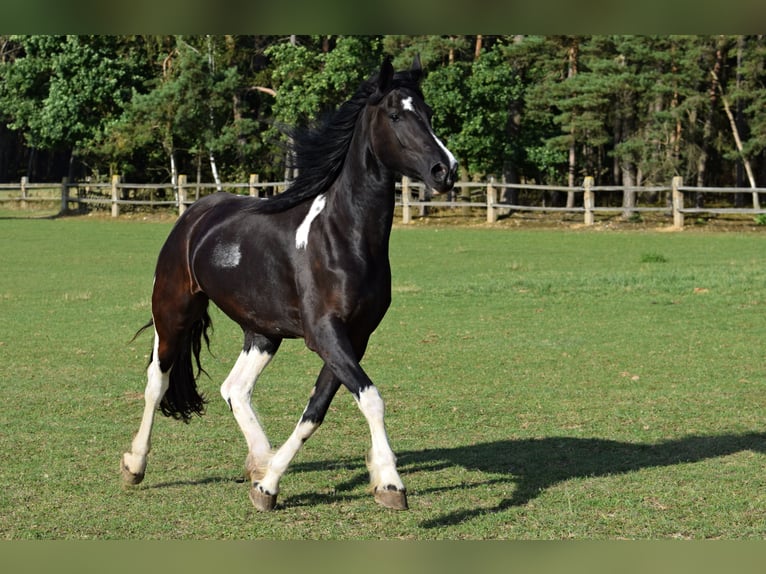 Barock Pinto Merrie 4 Jaar 177 cm Tobiano-alle-kleuren in Pilsen