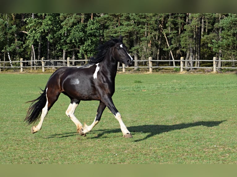 Barock Pinto Merrie 4 Jaar 177 cm Tobiano-alle-kleuren in Pilsen