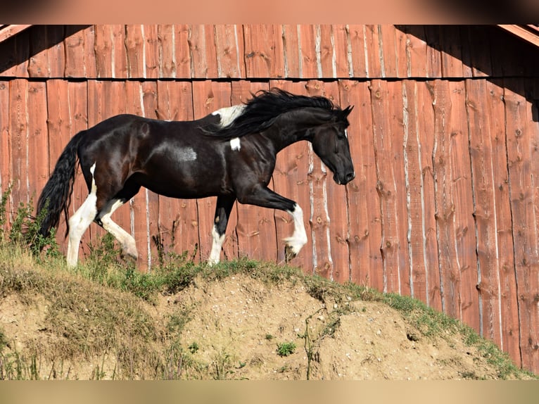 Barock Pinto Merrie 4 Jaar 177 cm Tobiano-alle-kleuren in Pilsen