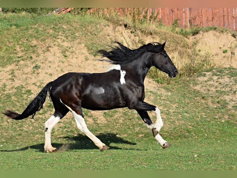 Barock Pinto Merrie 4 Jaar 177 cm Tobiano-alle-kleuren in Pilsen