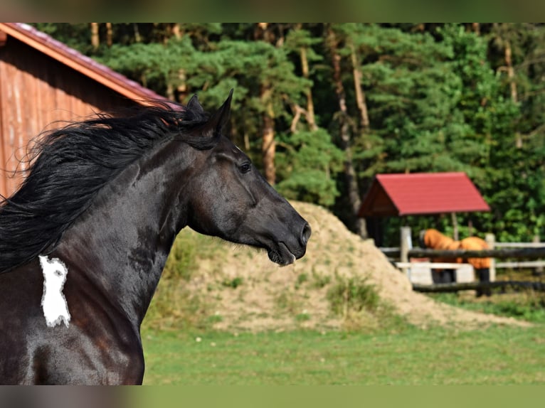 Barock Pinto Merrie 4 Jaar 177 cm Tobiano-alle-kleuren in Pilsen