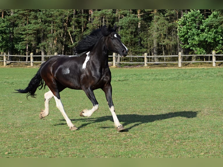 Barock Pinto Merrie 4 Jaar 177 cm Tobiano-alle-kleuren in Pilsen