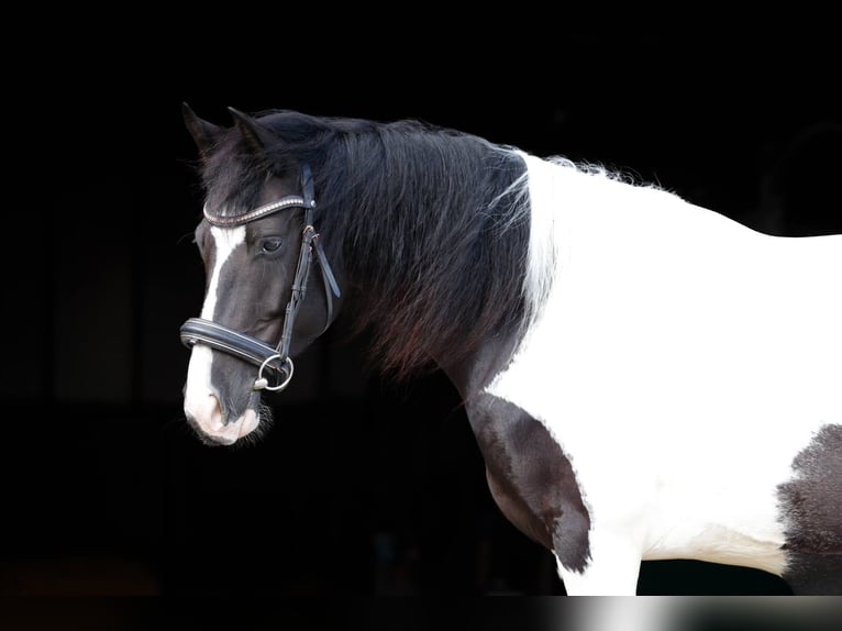Barock Pinto Merrie 5 Jaar 151 cm Gevlekt-paard in Offingawier