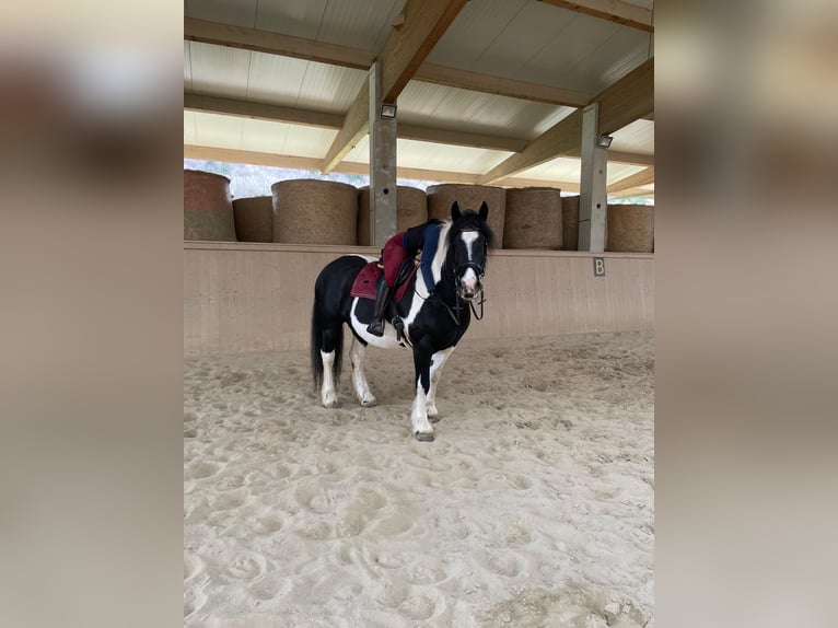 Barock Pinto Merrie 5 Jaar 155 cm Gevlekt-paard in Nöstach