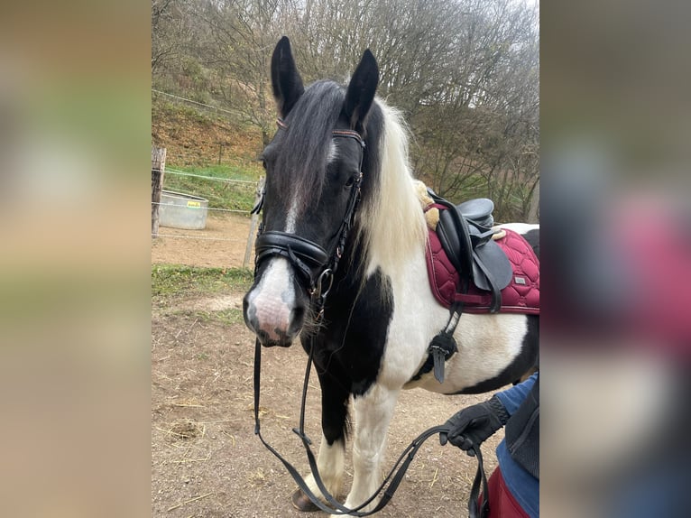 Barock Pinto Merrie 5 Jaar 155 cm Gevlekt-paard in Nöstach