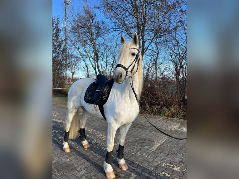 Barock Pinto Merrie 5 Jaar 157 cm Schimmel in Wadersloh