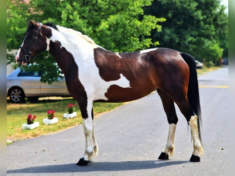 Barock Pinto Merrie 5 Jaar 158 cm Gevlekt-paard in B&#xE9;k&#xE9;scsaba