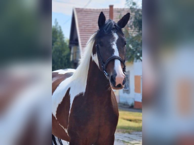 Barock Pinto Merrie 5 Jaar 158 cm Gevlekt-paard in B&#xE9;k&#xE9;scsaba