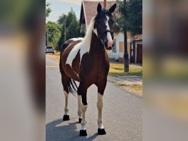 Barock Pinto Merrie 5 Jaar 158 cm Gevlekt-paard in B&#xE9;k&#xE9;scsaba