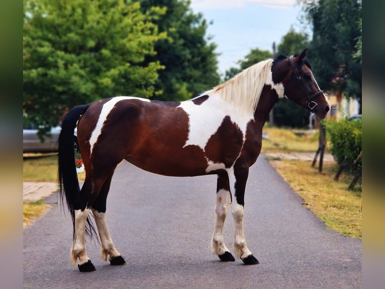 Barock Pinto Merrie 5 Jaar 158 cm Gevlekt-paard in B&#xE9;k&#xE9;scsaba