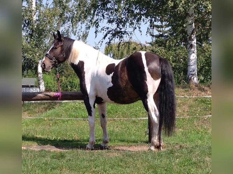 Barock Pinto Merrie 5 Jaar 160 cm Gevlekt-paard in Pirna