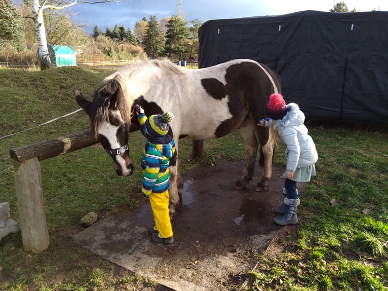 Barock Pinto Merrie 5 Jaar 160 cm Gevlekt-paard in Pirna