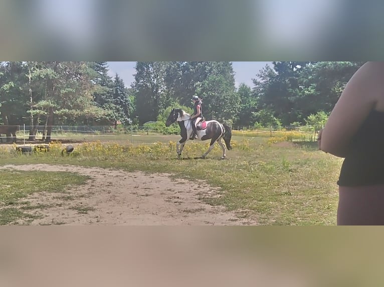 Barock Pinto Merrie 5 Jaar 160 cm Gevlekt-paard in Pirna