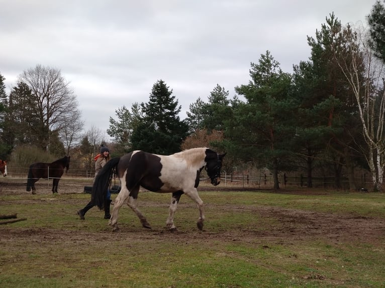 Barock Pinto Merrie 5 Jaar 160 cm Gevlekt-paard in Pirna