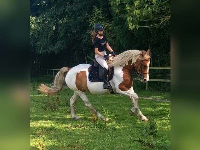Barock Pinto Merrie 5 Jaar 162 cm Gevlekt-paard in Visselh&#xF6;vede