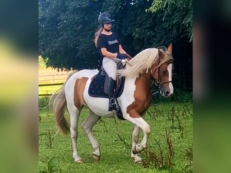 Barock Pinto Merrie 5 Jaar 162 cm Gevlekt-paard in Visselh&#xF6;vede
