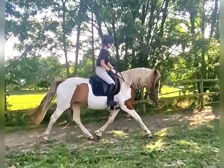 Barock Pinto Merrie 5 Jaar 162 cm Gevlekt-paard in Visselh&#xF6;vede