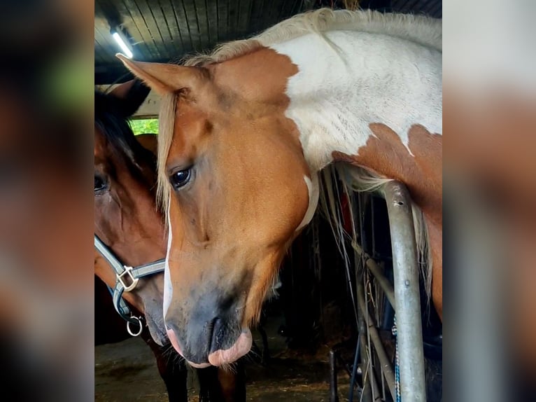 Barock Pinto Merrie 5 Jaar 162 cm Gevlekt-paard in Visselh&#xF6;vede