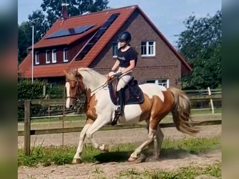 Barock Pinto Merrie 5 Jaar 162 cm Gevlekt-paard in Visselh&#xF6;vede