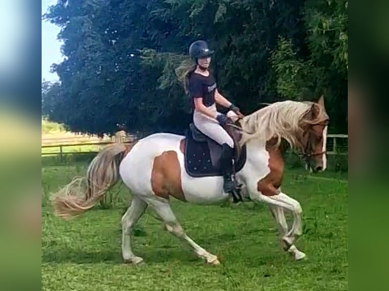 Barock Pinto Merrie 5 Jaar 162 cm Gevlekt-paard in Visselh&#xF6;vede