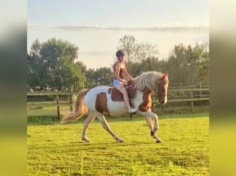 Barock Pinto Merrie 5 Jaar 162 cm Gevlekt-paard in Visselh&#xF6;vede