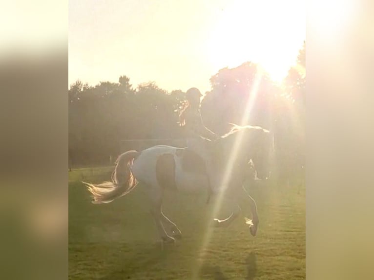 Barock Pinto Merrie 5 Jaar 162 cm Gevlekt-paard in Visselh&#xF6;vede