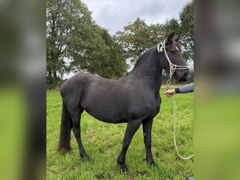 Barock Pinto Merrie 5 Jaar Zwart in Wittmund