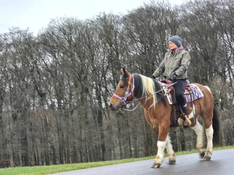 Barock Pinto Mix Merrie 6 Jaar 142 cm Gevlekt-paard in Linkenbach