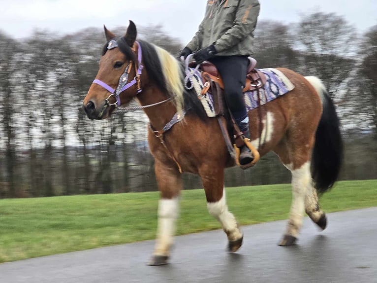 Barock Pinto Mix Merrie 6 Jaar 142 cm Gevlekt-paard in Linkenbach