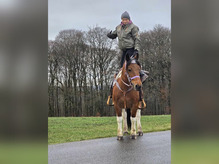 Barock Pinto Mix Merrie 6 Jaar 142 cm Gevlekt-paard in Linkenbach