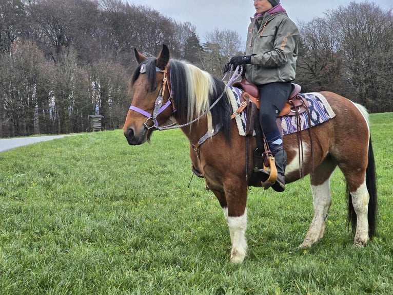 Barock Pinto Mix Merrie 6 Jaar 142 cm Gevlekt-paard in Linkenbach