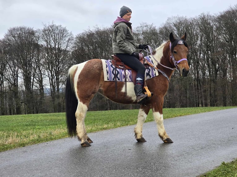 Barock Pinto Mix Merrie 6 Jaar 142 cm Gevlekt-paard in Linkenbach