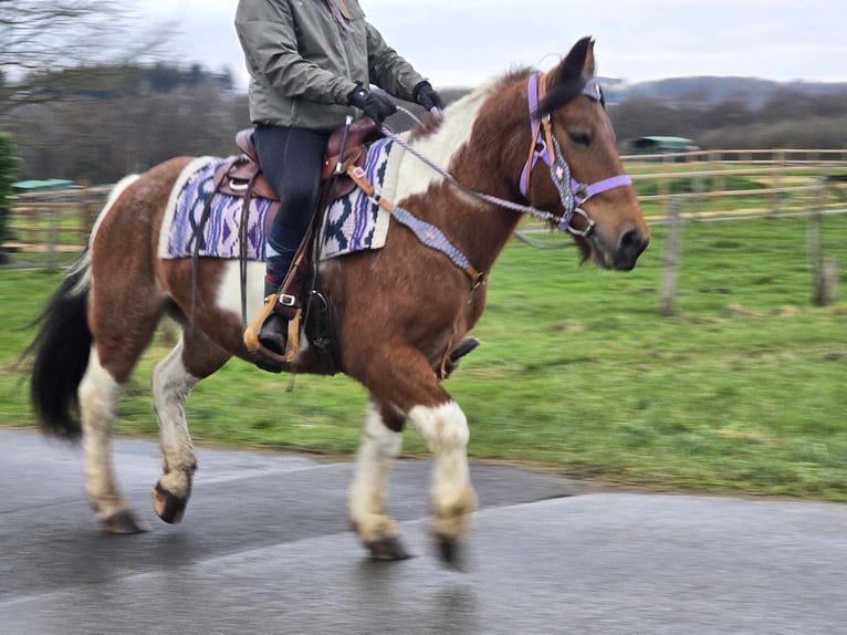 Barock Pinto Mix Merrie 6 Jaar 142 cm Gevlekt-paard in Linkenbach