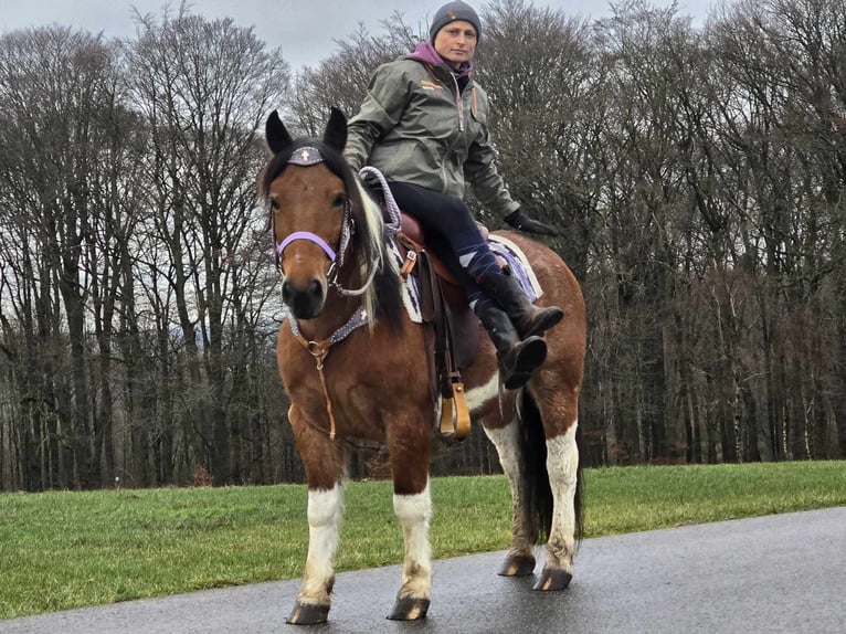 Barock Pinto Mix Merrie 6 Jaar 142 cm Gevlekt-paard in Linkenbach