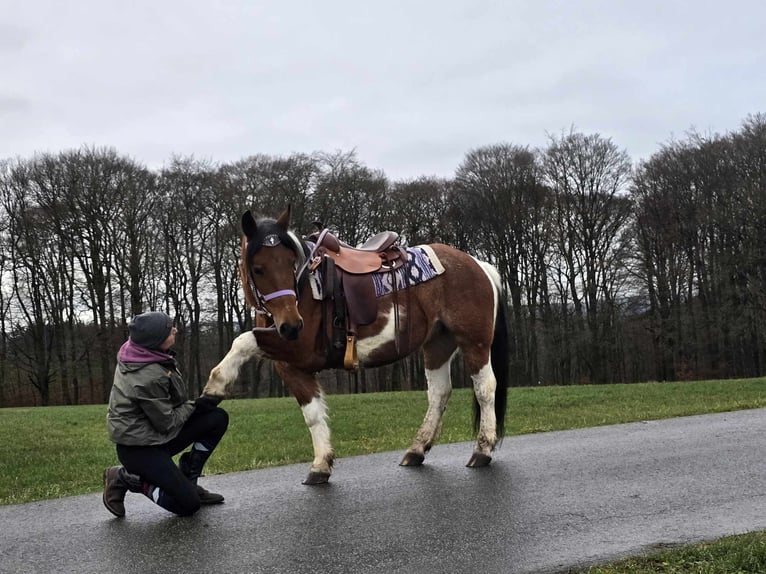 Barock Pinto Mix Merrie 6 Jaar 142 cm Gevlekt-paard in Linkenbach