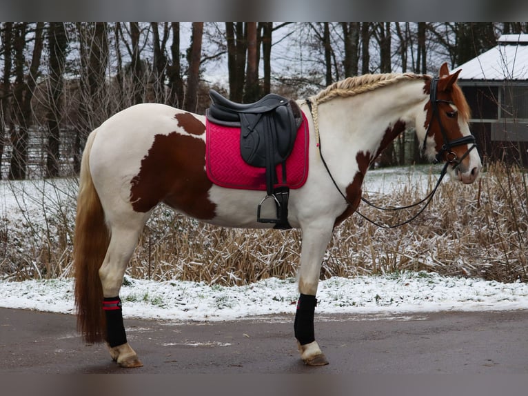 Barock Pinto Merrie 6 Jaar 158 cm Gevlekt-paard in Saarlouis