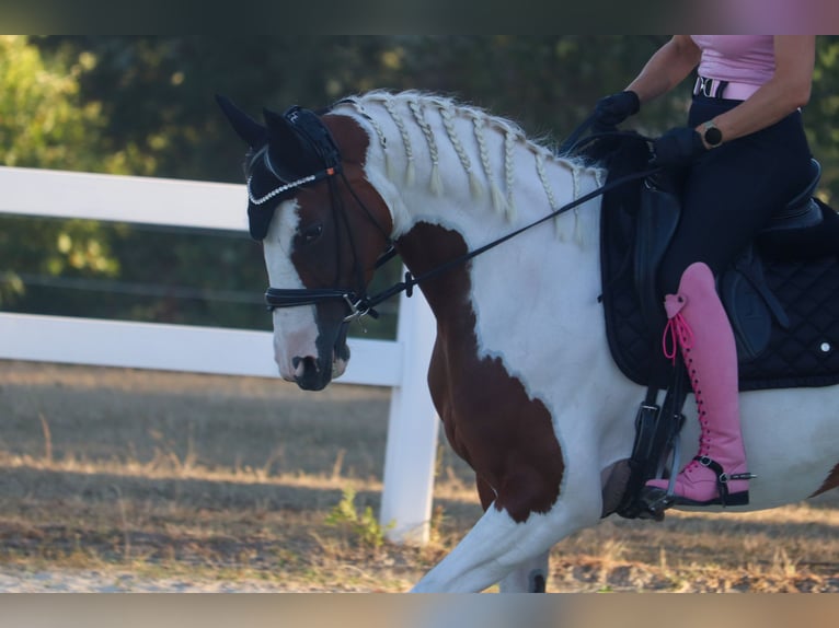 Barock Pinto Merrie 6 Jaar 161 cm Gevlekt-paard in Überherrn