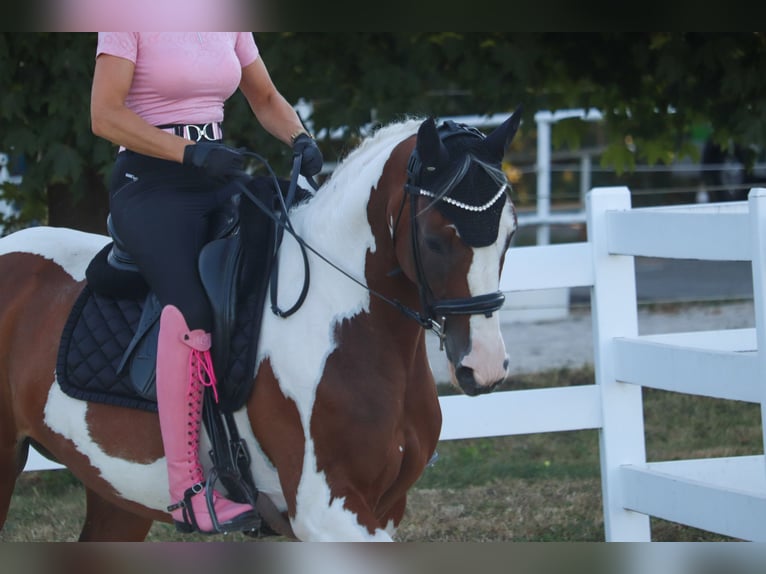 Barock Pinto Merrie 6 Jaar 161 cm Gevlekt-paard in Überherrn