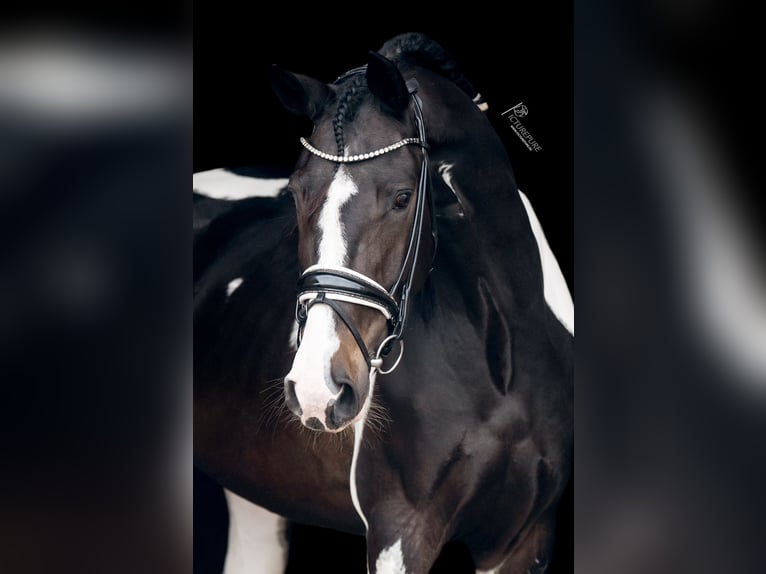 Barock Pinto Merrie 6 Jaar 165 cm Gevlekt-paard in Kranenburg