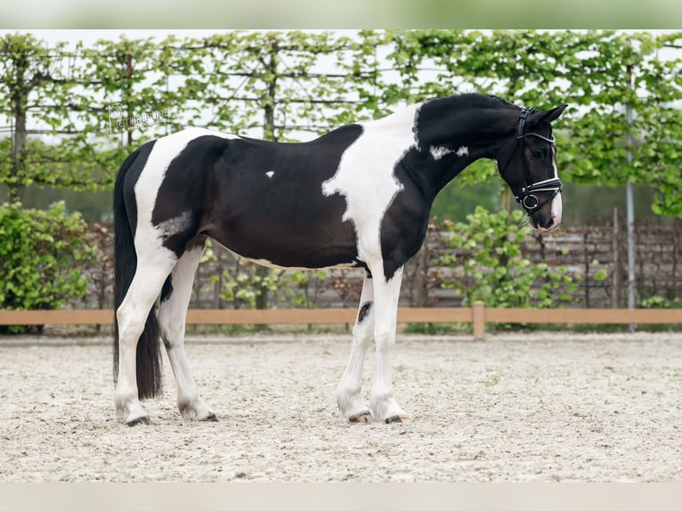 Barock Pinto Merrie 6 Jaar 165 cm Gevlekt-paard in Kranenburg