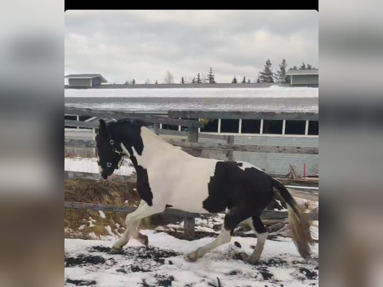 Barock Pinto Merrie 6 Jaar 173 cm Tobiano-alle-kleuren in Porvoo