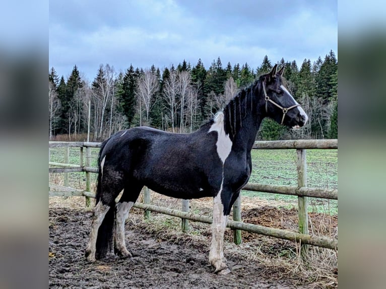 Barock Pinto Merrie 6 Jaar Tobiano-alle-kleuren in Paide