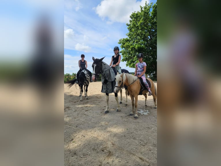 Barock Pinto Merrie 6 Jaar Tobiano-alle-kleuren in Paide