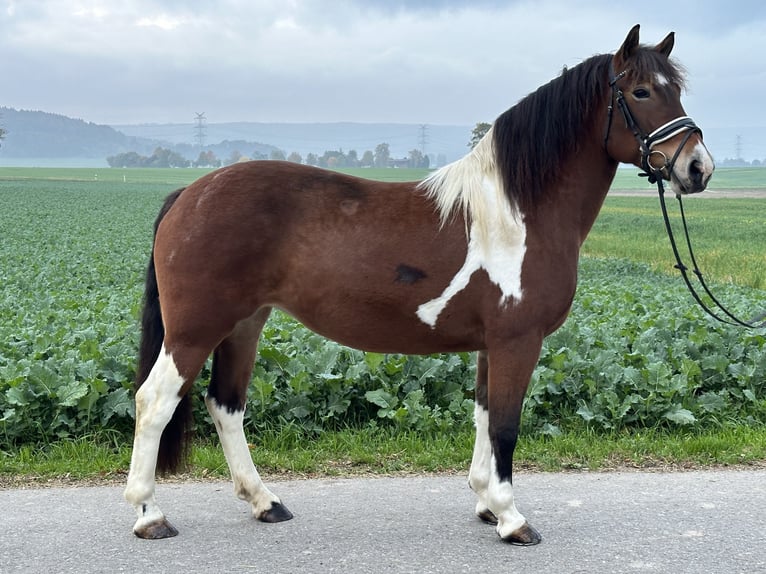 Barock Pinto Merrie 7 Jaar 154 cm Gevlekt-paard in Riedlingen